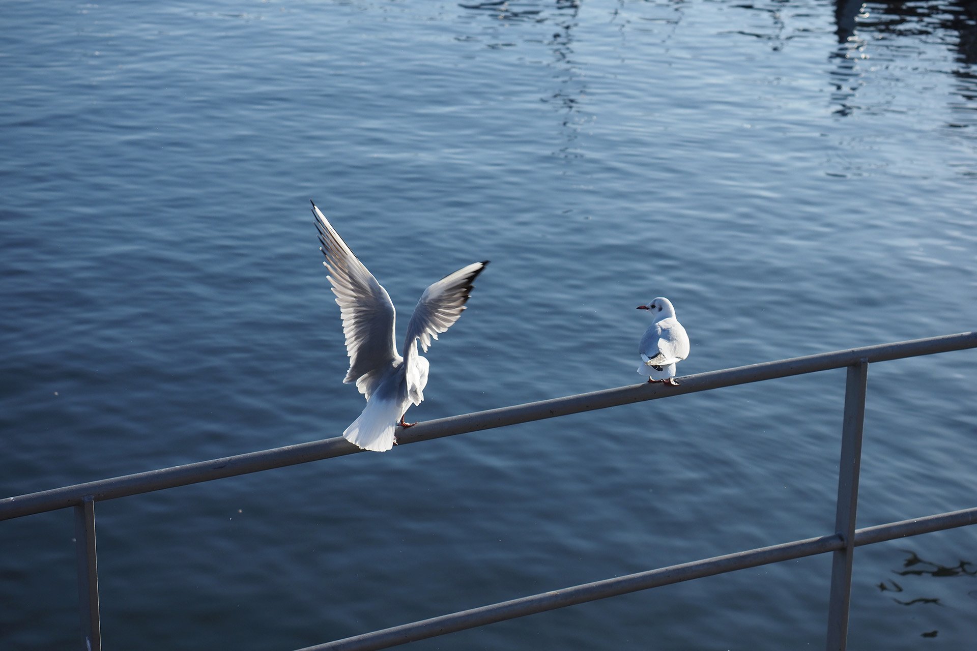 Olympus OM-D E-M1 Mark II: C-AF+Tracking, Bild 34